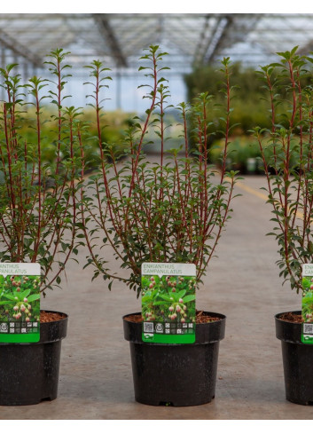 ENKIANTHUS campanulatus En pot de 3-4 litres buisson hauteur 030-040 cm
