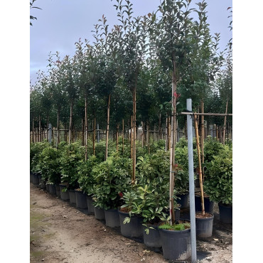 PHOTINIA fraseri RED ROBIN En pot de 70-90 litres tige hauteur du tronc 190-210 cm circonférence du tronc 12-14 cm