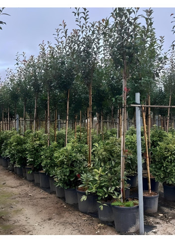 PHOTINIA fraseri RED ROBIN En pot de 70-90 litres tige hauteur du tronc 190-210 cm circonférence du tronc 12-14 cm