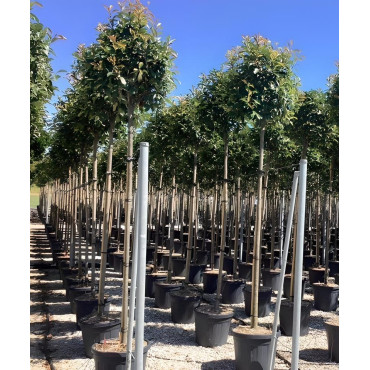 PHOTINIA fraseri RED ROBIN En pot de 70-90 litres tige hauteur du tronc 190-210 cm circonférence du tronc 12-14 cm (2)