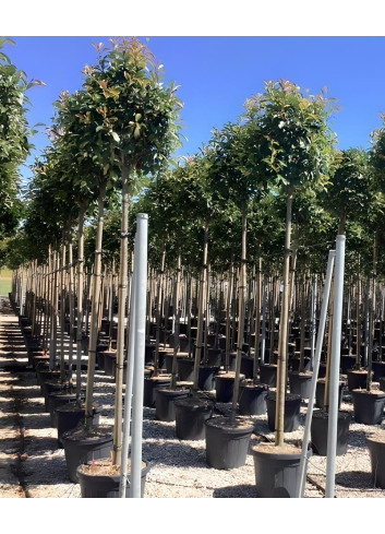 PHOTINIA fraseri RED ROBIN En pot de 70-90 litres tige hauteur du tronc 190-210 cm circonférence du tronc 12-14 cm (2)