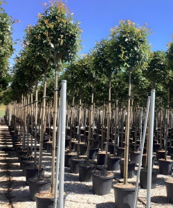 PHOTINIA fraseri RED ROBIN En pot de 70-90 litres tige hauteur du tronc 190-210 cm circonférence du tronc 12-14 cm (2)