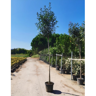 PHOTINIA fraseri RED ROBIN En pot de 35-50 litres tige hauteur du tronc 190-210 cm circonférence du tronc 10-12 cm