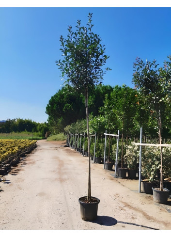 PHOTINIA fraseri RED ROBIN En pot de 35-50 litres tige hauteur du tronc 190-210 cm circonférence du tronc 10-12 cm
