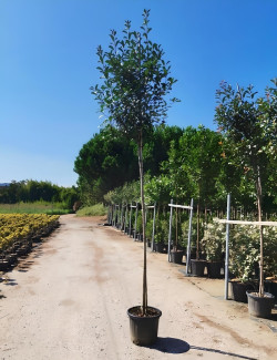 PHOTINIA fraseri RED ROBIN En pot de 35-50 litres tige hauteur du tronc 190-210 cm circonférence du tronc 10-12 cm