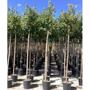 PHOTINIA fraseri RED ROBIN En pot de 25-30 litres tige hauteur du tronc 190-210 cm circonférence du tronc 06-08 cm