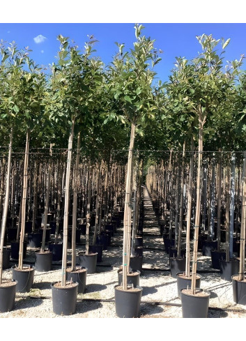 PHOTINIA fraseri RED ROBIN En pot de 25-30 litres tige hauteur du tronc 190-210 cm circonférence du tronc 06-08 cm