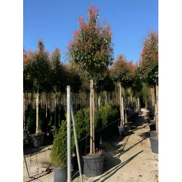 PHOTINIA fraseri RED ROBIN En pot de 110-130 litres tige hauteur du tronc 190-210 cm circonférence du tronc 16-18 cm