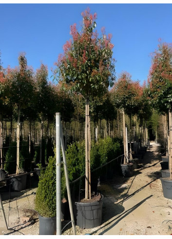 PHOTINIA fraseri RED ROBIN En pot de 110-130 litres tige hauteur du tronc 190-210 cm circonférence du tronc 16-18 cm