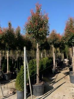 PHOTINIA fraseri RED ROBIN En pot de 110-130 litres tige hauteur du tronc 190-210 cm circonférence du tronc 16-18 cm