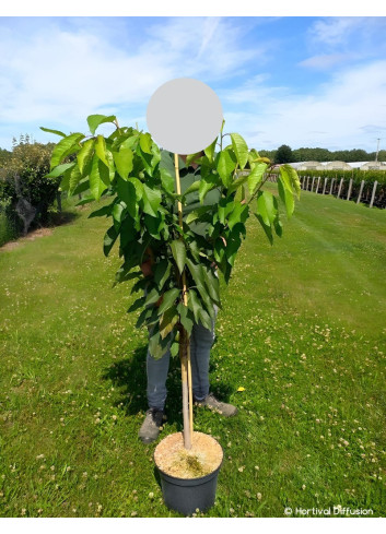 CERISIER En pot de 10-12 litres gobelet 2-3 ans d'âge