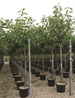 CERISIER En pot de 35-50 litres tige hauteur du tronc 190-210 cm circonférence du tronc 12-14 cm