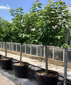 CERISIER En pot de 110-130 litres tige hauteur du tronc 090-110 cm circonférence du tronc 20-25 cm