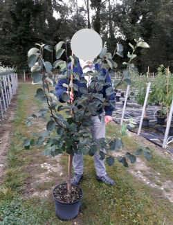 COGNASSIER En pot de 10-12 litres gobelet 2-3 ans d'âge