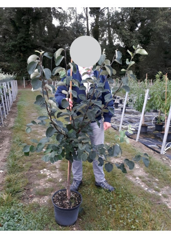 COGNASSIER En pot de 10-12 litres gobelet 2-3 ans d'âge