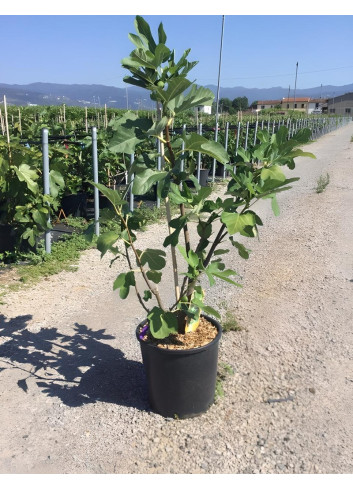 FIGUIER En pot de 15-20 litres buisson hauteur 080-100 cm