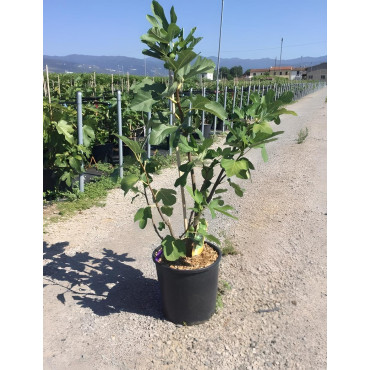 FIGUIER En pot de 15-20 litres buisson hauteur 080-100 cm