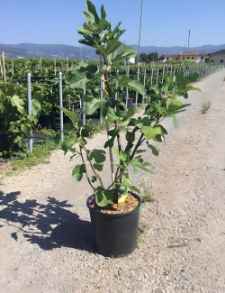 FIGUIER En pot de 15-20 litres buisson hauteur 080-100 cm