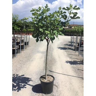 FIGUIER En pot de 25-30 litres tige hauteur du tronc 090-110 cm