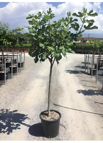 FIGUIER En pot de 25-30 litres tige hauteur du tronc 090-110 cm