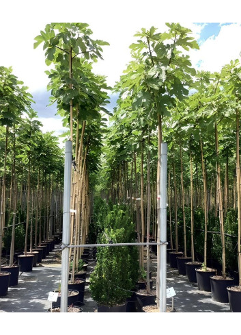 FIGUIER En pot de 30-35 litres tige hauteur du tronc 190-210 cm circonférence du tronc 08-10 cm