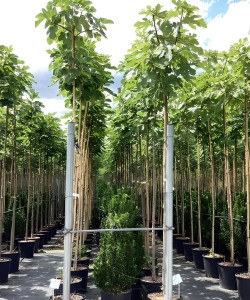 FIGUIER En pot de 30-35 litres tige hauteur du tronc 190-210 cm circonférence du tronc 08-10 cm