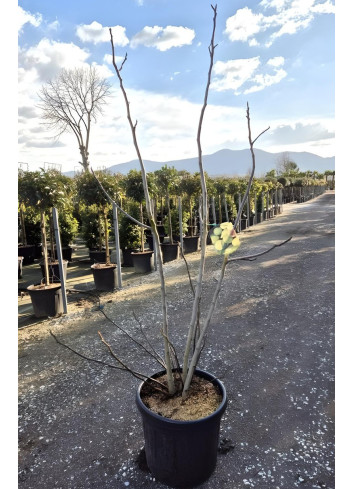 FIGUIER En pot de 35-50 litres buisson hauteur 175-200 cm