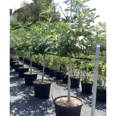 FIGUIER En pot de 70-90 litres tige hauteur du tronc 090-110 cm circonférence du tronc 14-16 cm