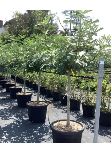 FIGUIER En pot de 70-90 litres tige hauteur du tronc 090-110 cm circonférence du tronc 14-16 cm