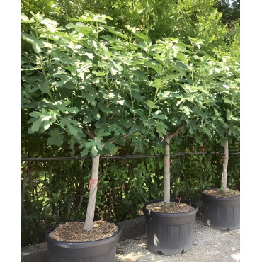 FIGUIER En pot de 110-130 litres tige hauteur du tronc 090-110 cm circonférence du tronc 20-25 cm