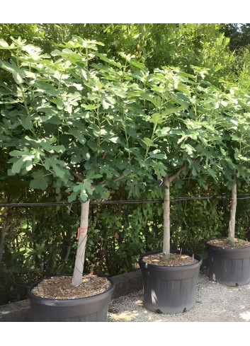 FIGUIER En pot de 110-130 litres tige hauteur du tronc 090-110 cm circonférence du tronc 20-25 cm