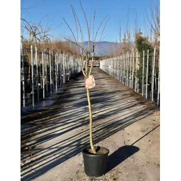 KAKI En pot de 15-20 litres tige hauteur du tronc 110-130 cm