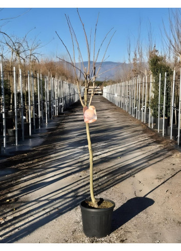 KAKI En pot de 15-20 litres tige hauteur du tronc 110-130 cm KAKI En pot de 15-20 litres tige hauteur du tronc 110-130 cm