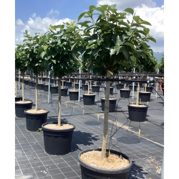 KAKI En pot de 70-90 litres tige hauteur du tronc 090-110 cm circonférence du tronc 16-18 cm