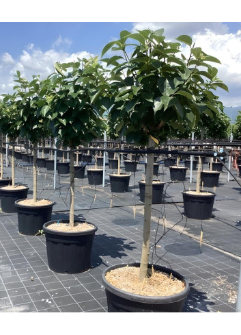 KAKI En pot de 70-90 litres tige hauteur du tronc 090-110 cm circonférence du tronc 16-18 cm KAKI En pot de 70-90 litres tige hauteur du tronc 090-110 cm circonférence du tronc 16-18 cm