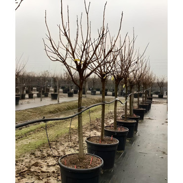 KAKI En pot de 110-130 litres tige hauteur du tronc 090-110 cm circonférence du tronc 20-25 cm