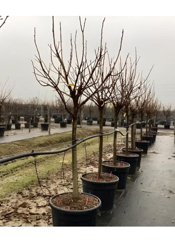 KAKI En pot de 110-130 litres tige hauteur du tronc 090-110 cm circonférence du tronc 20-25 cm KAKI En pot de 110-130 litres tige hauteur du tronc 090-110 cm circonférence du tronc 20-25 cm