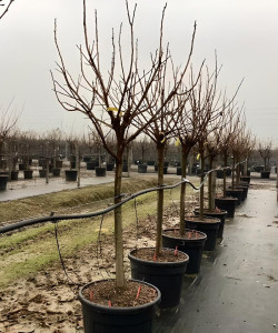 KAKI En pot de 110-130 litres tige hauteur du tronc 090-110 cm circonférence du tronc 20-25 cm