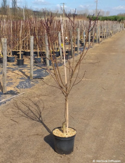 NECTARINIER En pot de 10-12 litres gobelet 2-3 ans d'âge