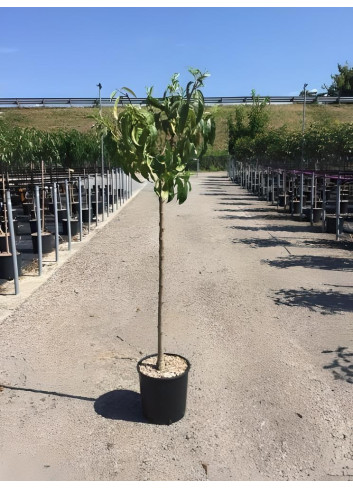 NECTARINIER En pot de 15-20 litres tige hauteur du tronc 090-110 cm