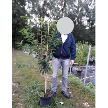 NÉFLIER D'ALLEMAGNE En pot de 10-12 litres gobelet 2-3 ans d'âge