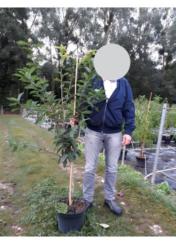 NÉFLIER D'ALLEMAGNE En pot de 10-12 litres gobelet 2-3 ans d'âge