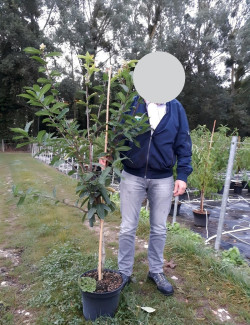 NÉFLIER D'ALLEMAGNE En pot de 10-12 litres gobelet 2-3 ans d'âge