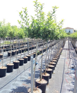 NÉFLIER D'ALLEMAGNE En pot de 15-20 litres tige hauteur du tronc 090-110 cm