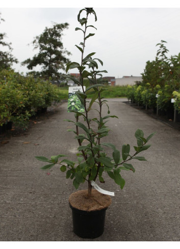 NÉFLIER D'ALLEMAGNE En pot de 5-7 litres buisson hauteur 060-080 cm
