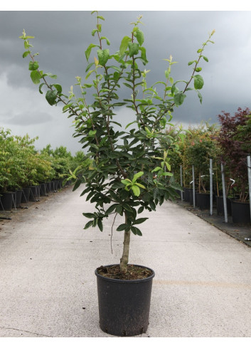 NÉFLIER D'ALLEMAGNE En pot de 15-20 litres buisson hauteur 100-125 cm