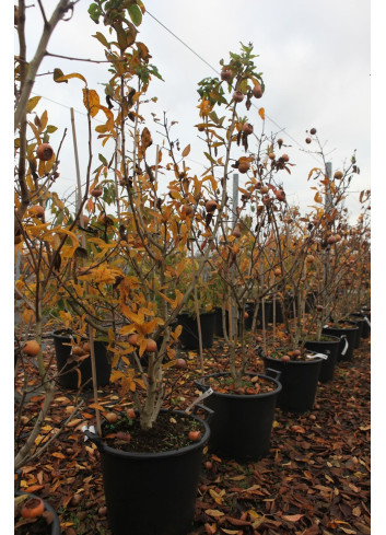 NÉFLIER D'ALLEMAGNE En pot de 35-50 litres forme buisson hauteur 150-175 cm