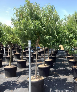 PÊCHER En pot de 70-90 litres tige hauteur du tronc 090-110 cm circonférence du tronc 16-18 cm