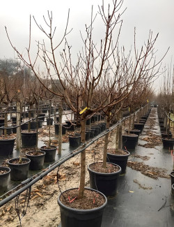 PÊCHER En pot de 90-110 litres tige hauteur du tronc 090-110 cm circonférence du tronc 18-20 cm