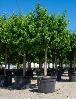 PÊCHER En pot de 110-130 litres tige hauteur du tronc 090-110 cm circonférence du tronc 20-25 cm